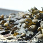Green Marine Plants: 7 Proven Tips to Avoid Costly Skincare Mistakes