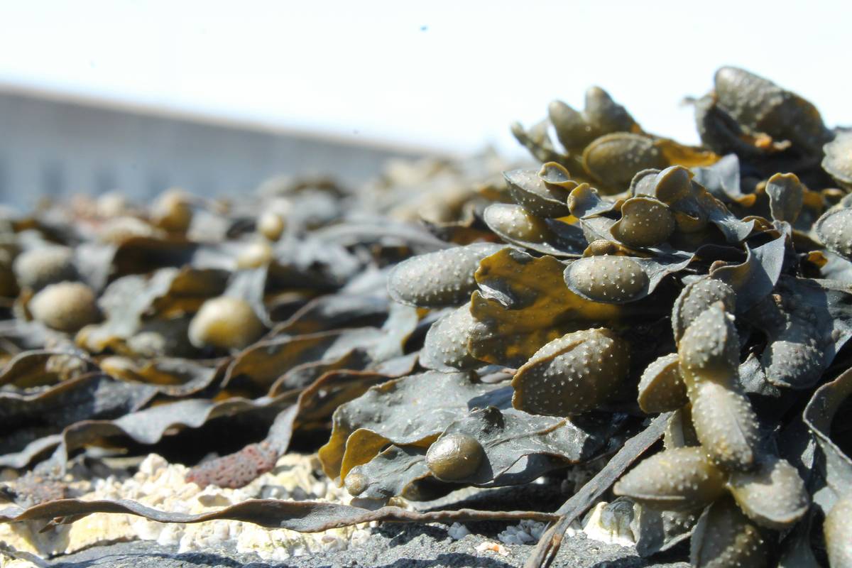 Green Marine Plants: 7 Proven Tips to Avoid Costly Skincare Mistakes
